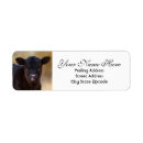 Search for black angus Cute
