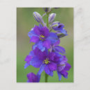 Search for bicolor postcards Photography