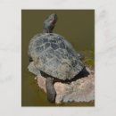 Search for painted turtle postcards Animal