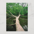 Search for fallen tree postcards Nature