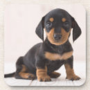 Search for dachshund coasters Dachsund