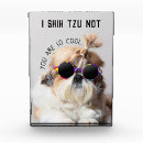 Search for shih tzu photo display Dog