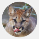 Search for puma the animal stickers Nature
