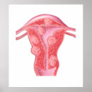 Search for internal organs posters Biomedical illustrations