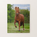 Search for funny horse puzzles Animal