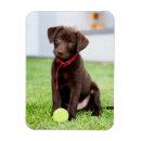 Search for fetch magnets Dog