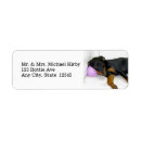 Search for rottweiler puppy return address labels Dog