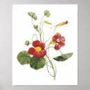 Search for nasturtium posters Plants