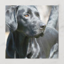 Search for black lab invitations Retriever