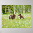 Search for love valentine posters Animal