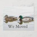 Search for water bird invitations Birds
