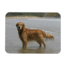 Search for bob and pam langrish Flat coated golden