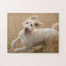 Search for goldendoodle puzzles Adorable
