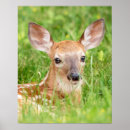 Search for white tailed deer posters Animal