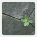 Search for cracked stickers Outdoors