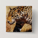 Search for leopard badges Animals
