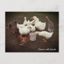 Search for dinner postcards Chickens