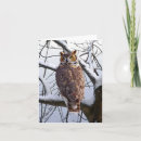 Search for owl note cards Animals