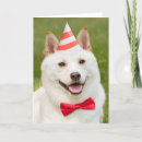 Search for shiba inu cards Animal