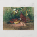 Search for fowl postcards Animal