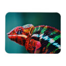 Search for color changing Chameleon