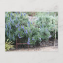 Search for echium Garden