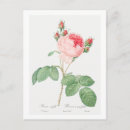 Search for cabbage rose postcards Botanical