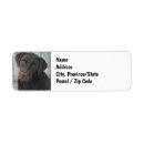 Search for dogs return address labels Labrador retriever