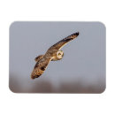 Search for grassland magnets Animal