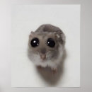 Search for cute hamster posters Funny