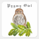 Search for little owl stickers Bird