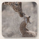 Search for kenya coasters Rural scene
