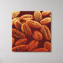 Search for pollen canvas prints Microspore