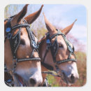 Search for mules Parade