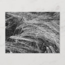 Search for barley postcards Harvest