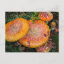 Search for fly agaric postcards Red