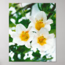 Search for lilium posters Floral