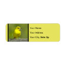 Search for songbird return address labels Wild bird
