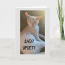 Search for siamese photography Kitten
