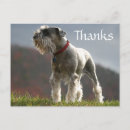 Search for schnauzer thank you cards Thanks