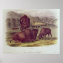 Search for american bison posters Animal