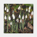 Search for snowdrop gifts White