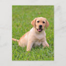 Search for yellow labrador retriever postcards Thinking of you