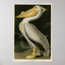 Search for audubon posters Illustration