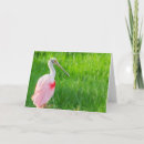 Search for spoonbill cards Wildlife