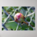 Search for ant posters Green