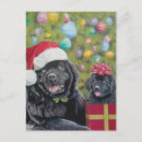 Search for newfoundland dog christmas cards Cute