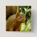 Search for gray squirrel badges Nature