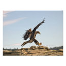 Search for eagle power posters Nature