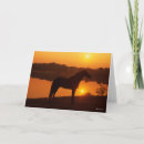 Search for rocky mountain horse Standing